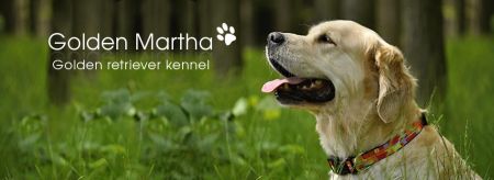 logo golden martha