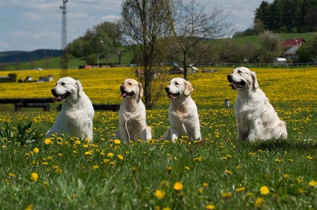 5. zleva: Deny, Meggie (Claudie), Emily, Darwin