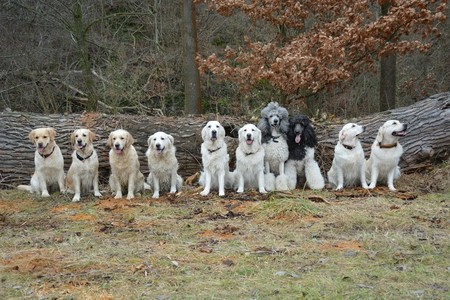 Meggie, Andulka, Demi, Clara, Coffie, Collin, Bady, Aston, Andělka a Darwin
