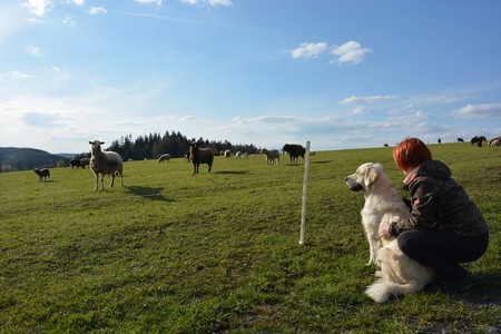 Javorná na Šumavě