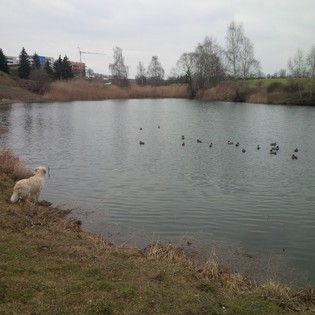 kachny 2