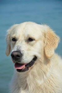 Darwin
