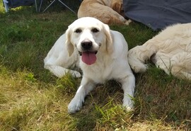 Daisy