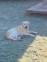 balou