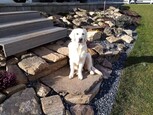 casey