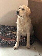 coco (kodiak)