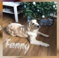 fanny