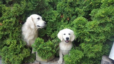 buffy a Viky 