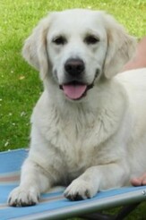 3. daisy ora amiko