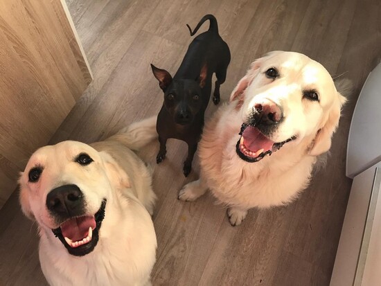 Harry + Kai + Darwin