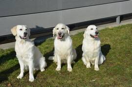 Darwin - Bailey - Deny   