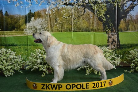 cacib opole
