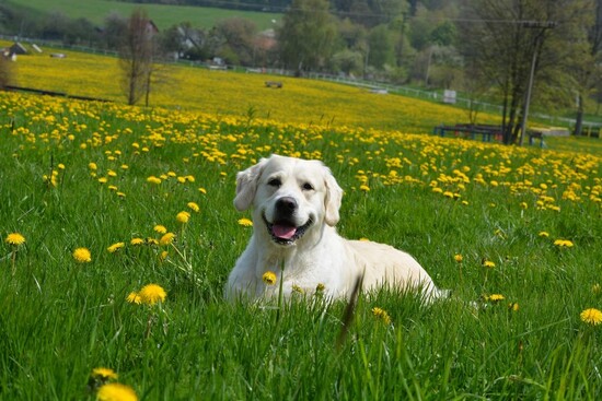 Darwin :)