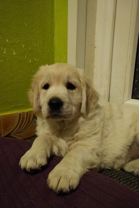 2. Daisy