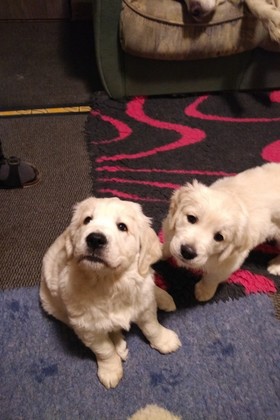 1. Doyle (vlevo) a Daisy (vpravo)