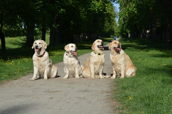 6. Darwin, Mia, Manetka, Megi
