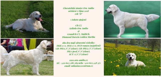 axi a darwin