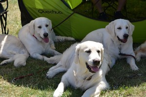 3x D - Darwin, Daisy a Daisy