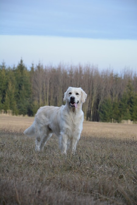 silvestr 1