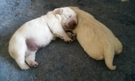 doyle a daisy