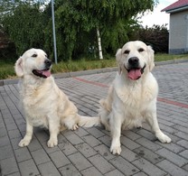 Daffy a Darwin